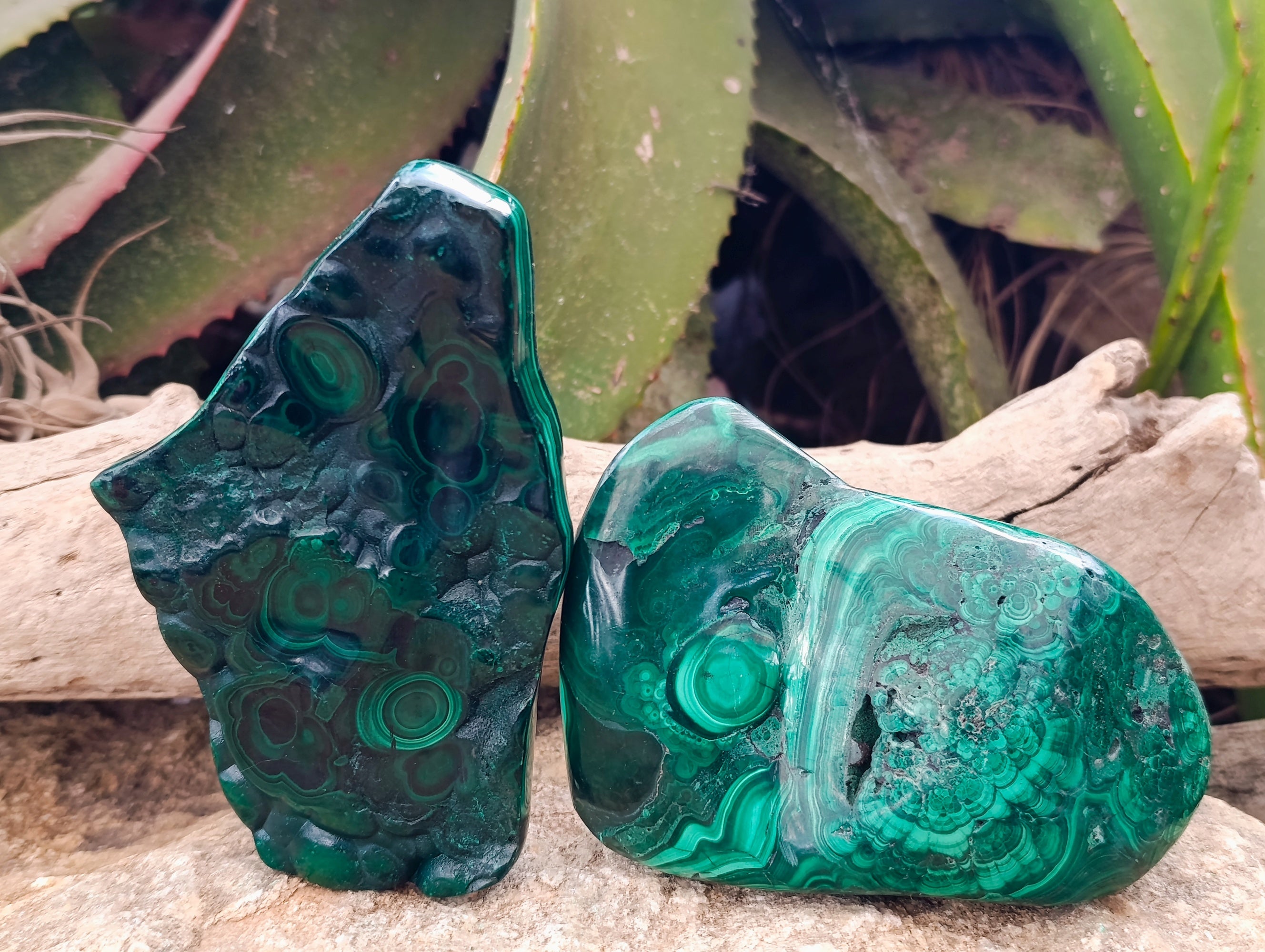 Polished Flower Banded Malachite Free Forms x 4 From Congo - Toprock Gemstones and Minerals 