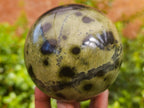 Polished Leopard Stone Spheres x 2 From Nyanga, Zimbabwe - Toprock Gemstones and Minerals 