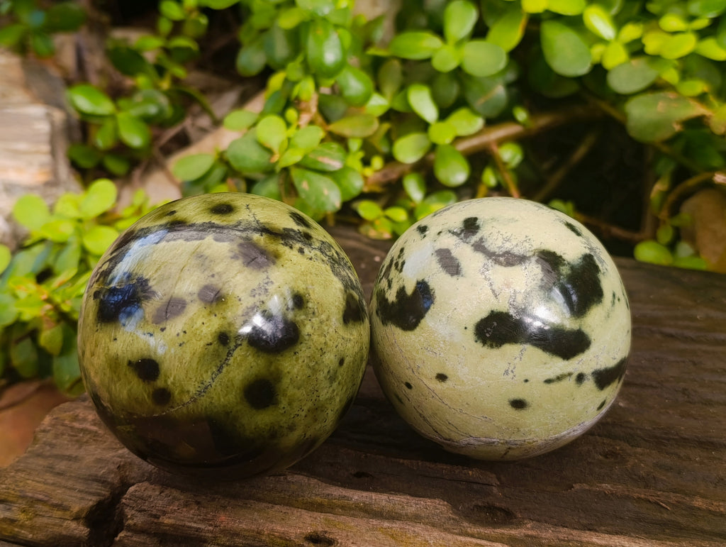 Polished Leopard Stone Spheres x 2 From Nyanga, Zimbabwe - Toprock Gemstones and Minerals 