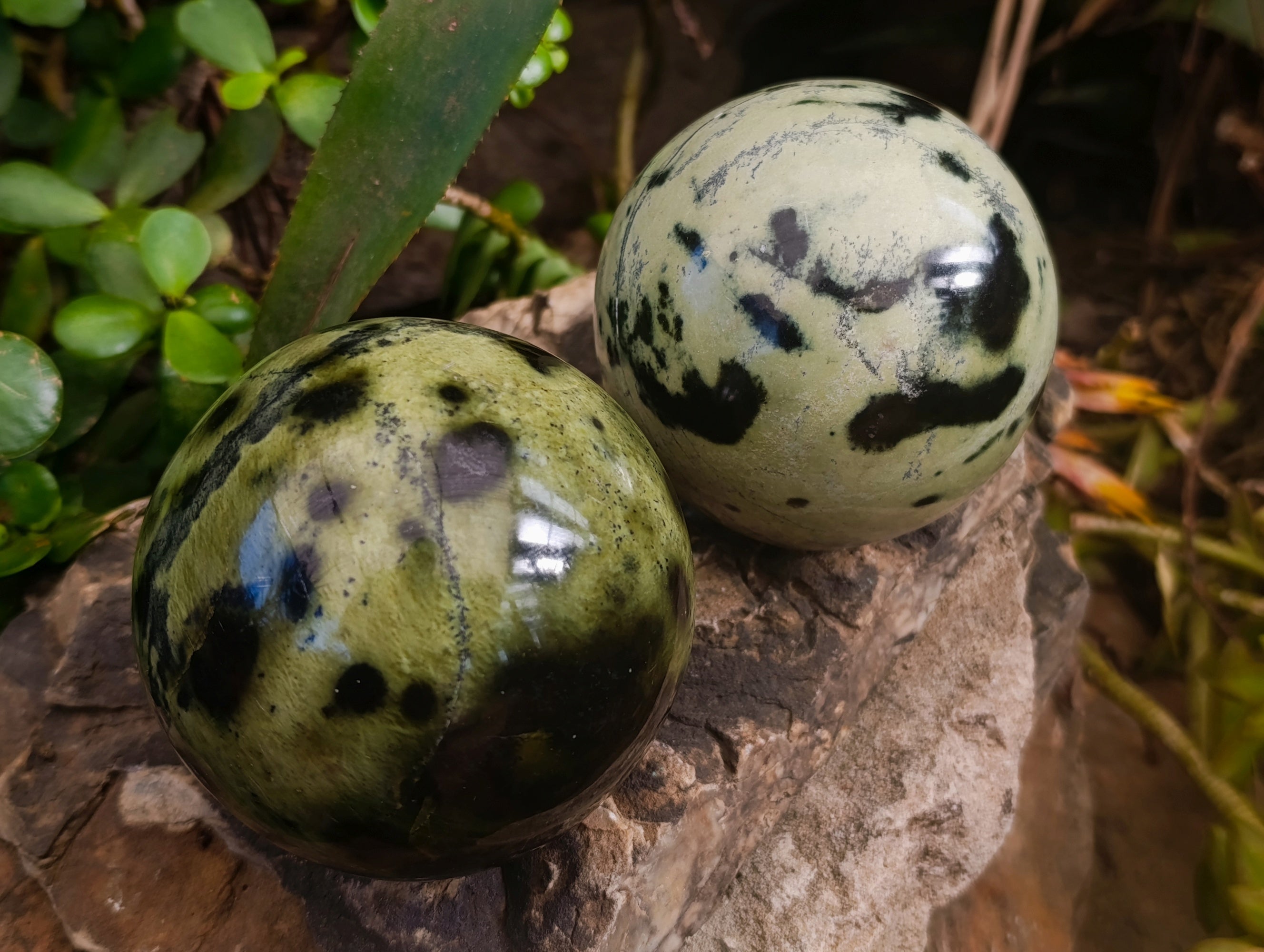Polished Leopard Stone Spheres x 2 From Nyanga, Zimbabwe - Toprock Gemstones and Minerals 