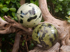Polished Leopard Stone Spheres x 2 From Nyanga, Zimbabwe - Toprock Gemstones and Minerals 