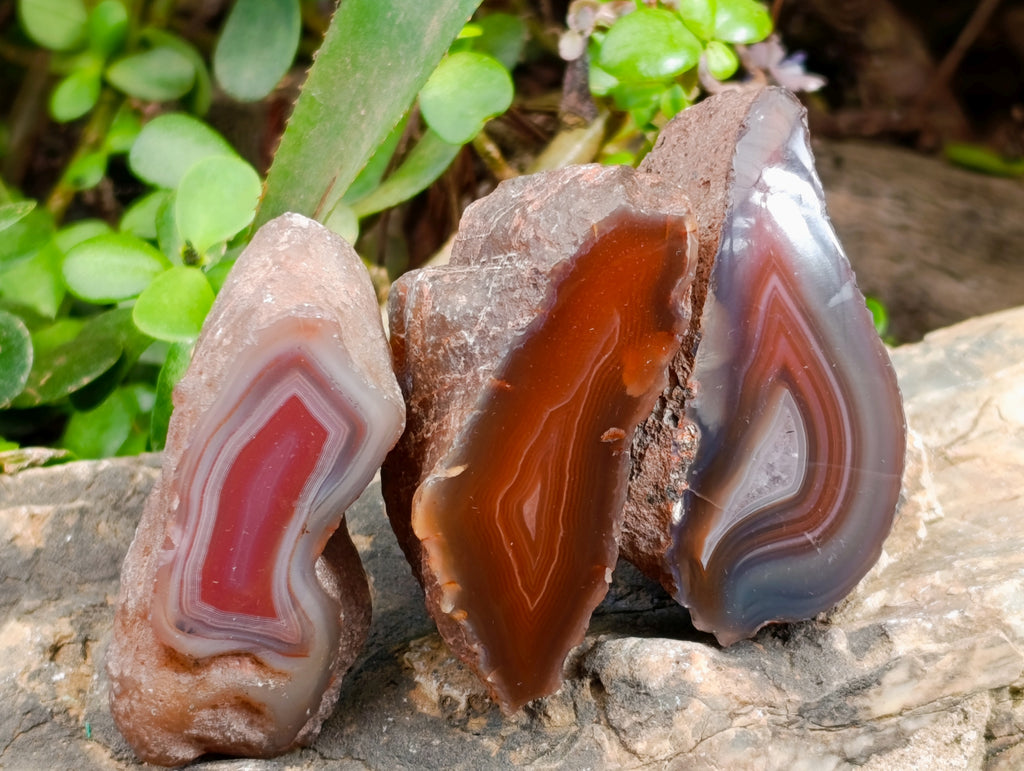 Polished On One Side Red Sashe River Agate Nodules x 12 From Zimbabwe - Toprock Gemstones and Minerals 