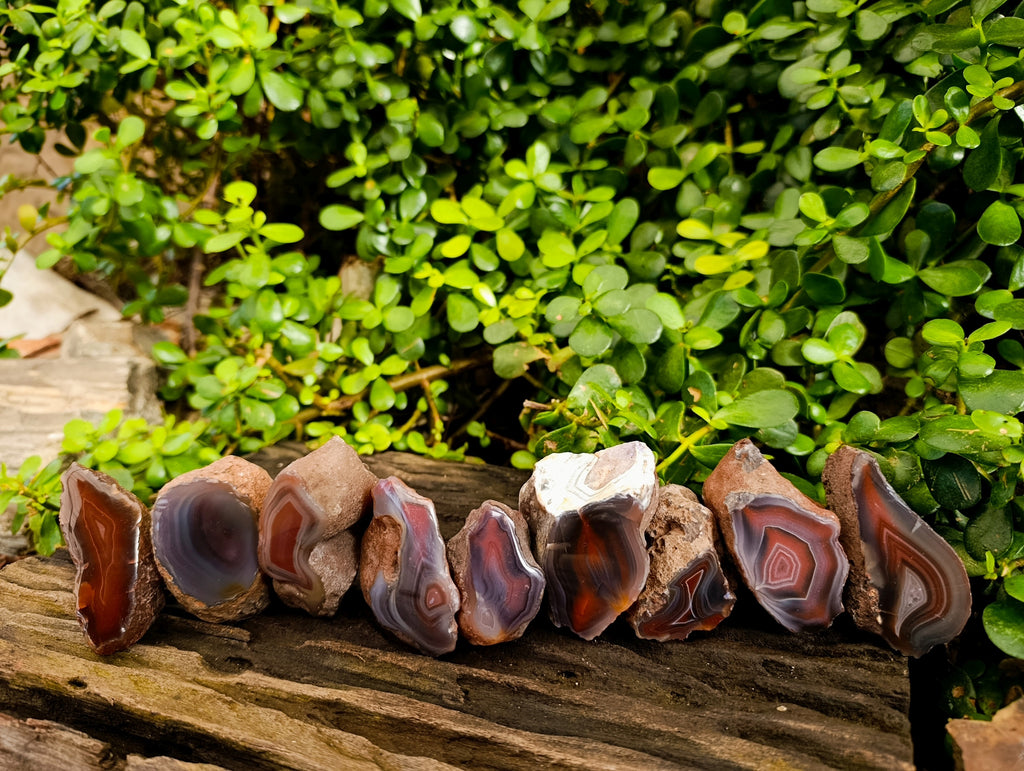 Polished On One Side Red Sashe River Agate Nodules x 12 From Zimbabwe - Toprock Gemstones and Minerals 