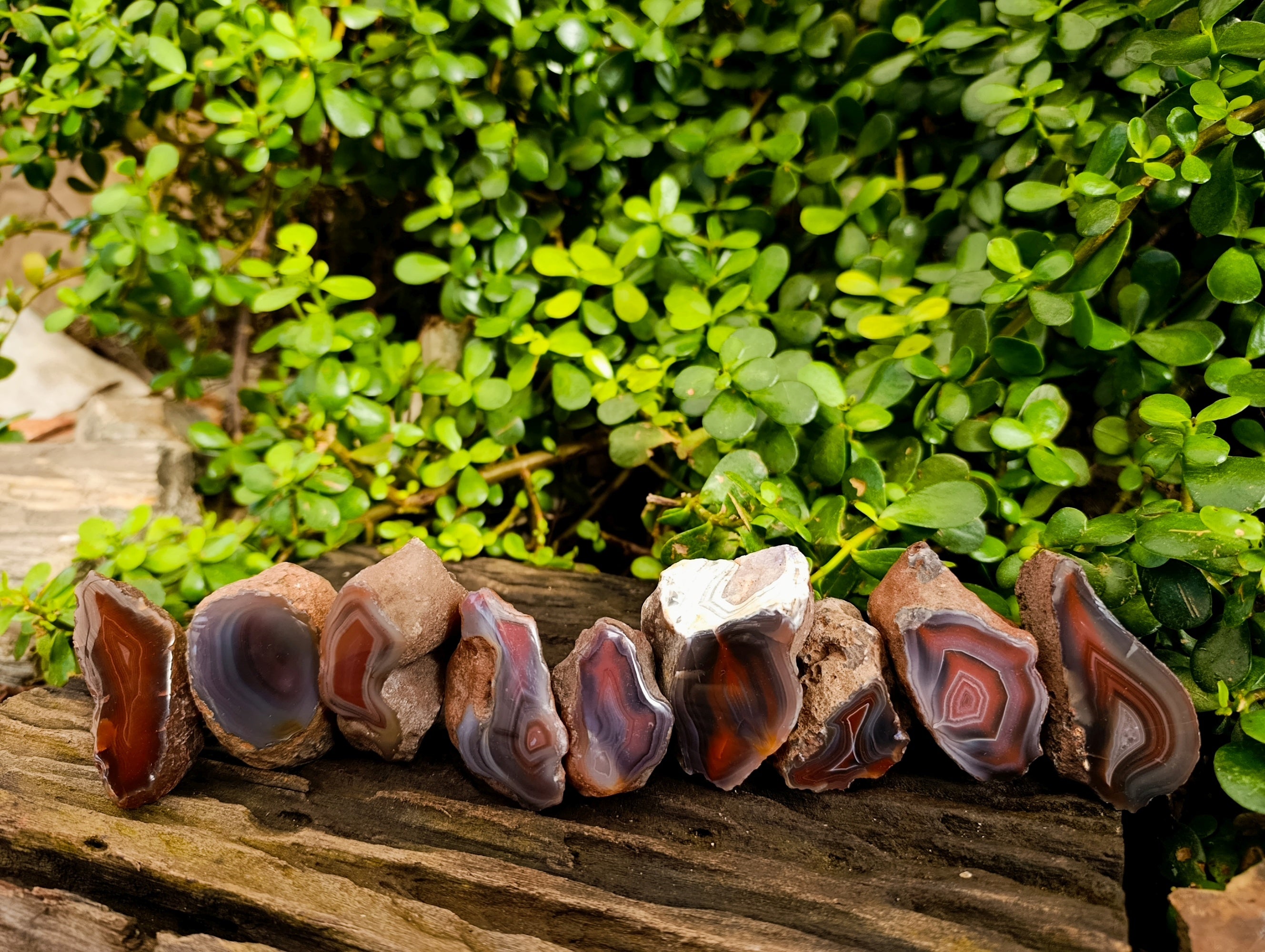 Polished On One Side Red Sashe River Agate Nodules x 12 From Zimbabwe - Toprock Gemstones and Minerals 