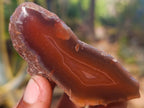 Polished On One Side Red Sashe River Agate Nodules x 12 From Zimbabwe - Toprock Gemstones and Minerals 