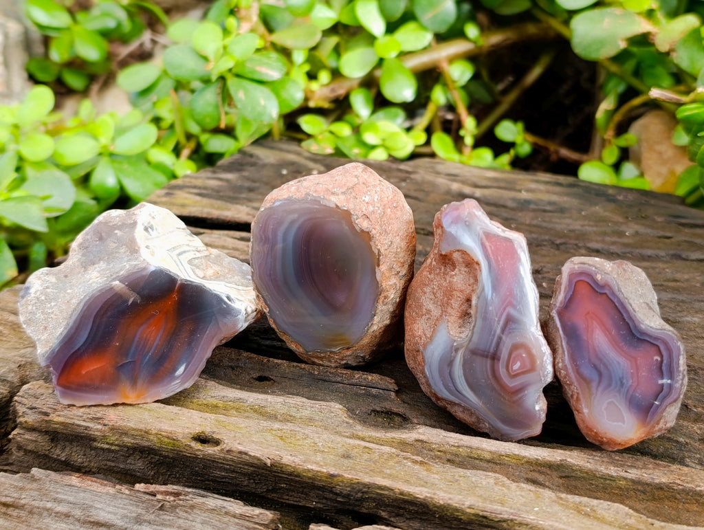 Polished On One Side Red Sashe River Agate Nodules x 12 From Zimbabwe - Toprock Gemstones and Minerals 