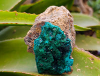 Natural Dioptase On Dolomite with Malachite Specimens x 2 From Likasi, Congo - Toprock Gemstones and Minerals 