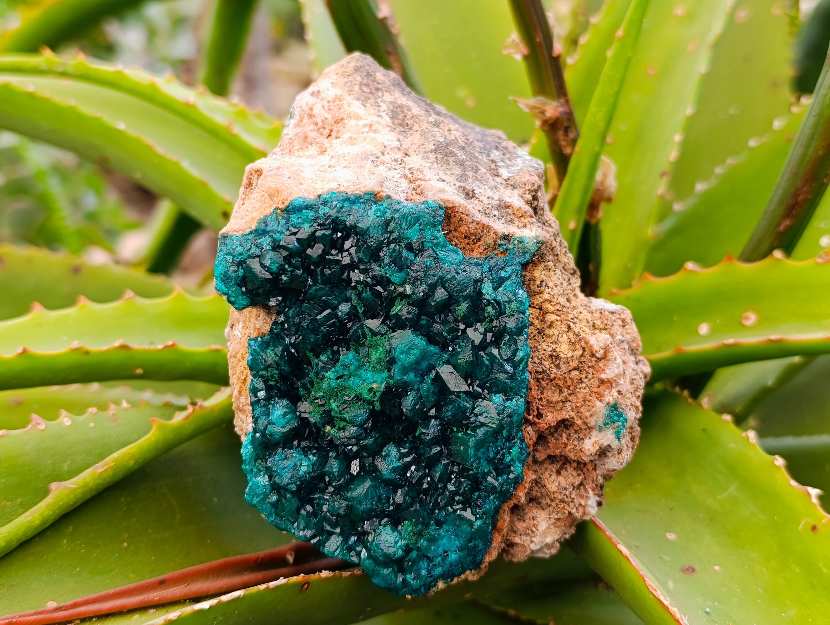 Natural Dioptase On Dolomite with Malachite Specimens x 2 From Likasi, Congo - Toprock Gemstones and Minerals 