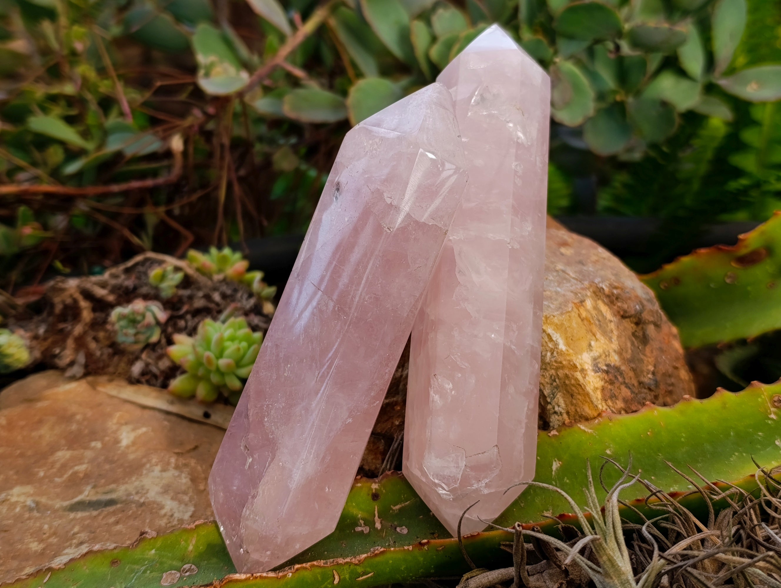 Polished Double Terminated Rose Quartz Points x 5 From Ambatondrazaka, Madagascar - Toprock Gemstones and Minerals 