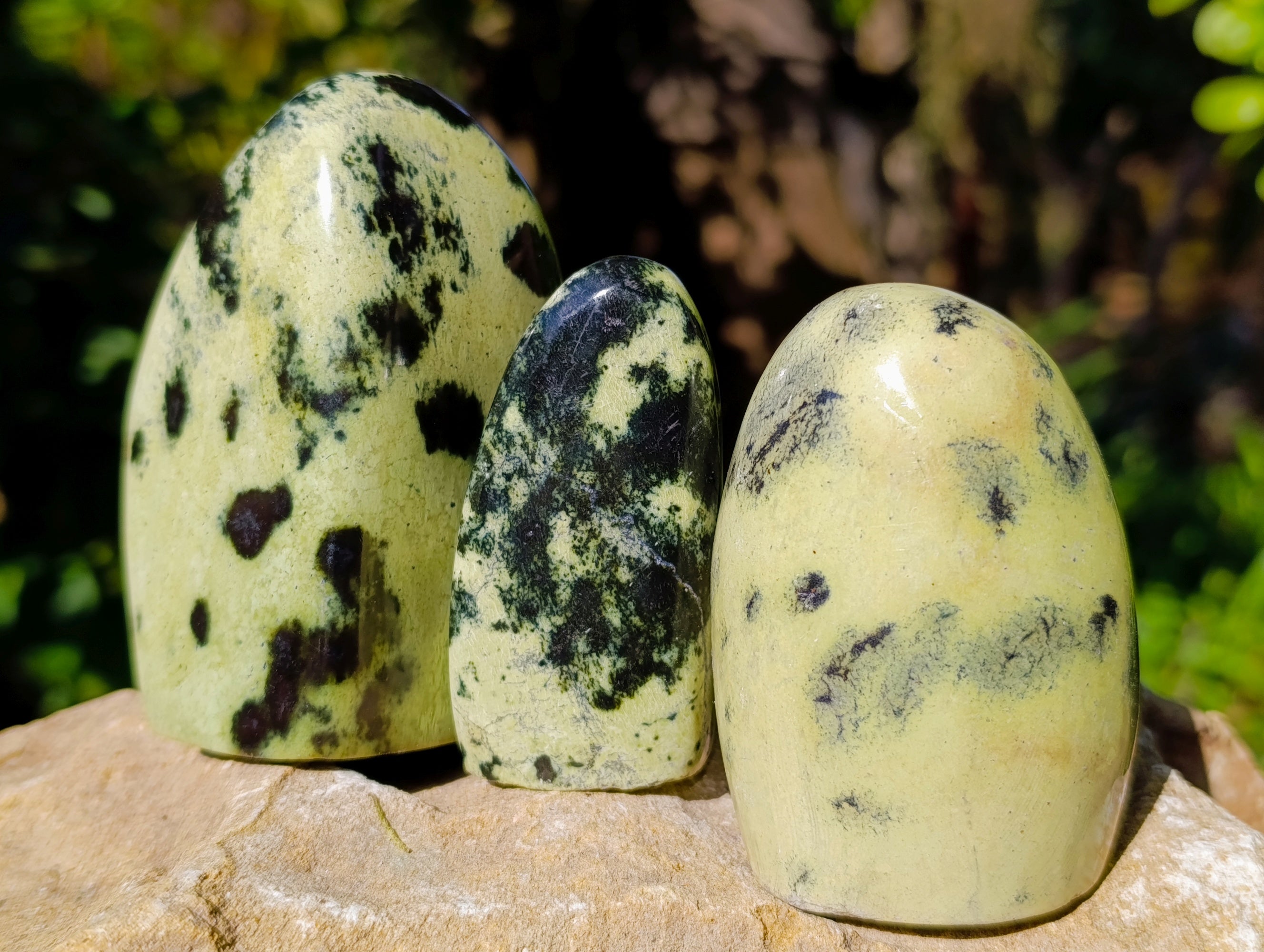 Polished Leopard Stone Standing Free Forms x 6 From Nyanga, Zimbabwe - Toprock Gemstones and Minerals 
