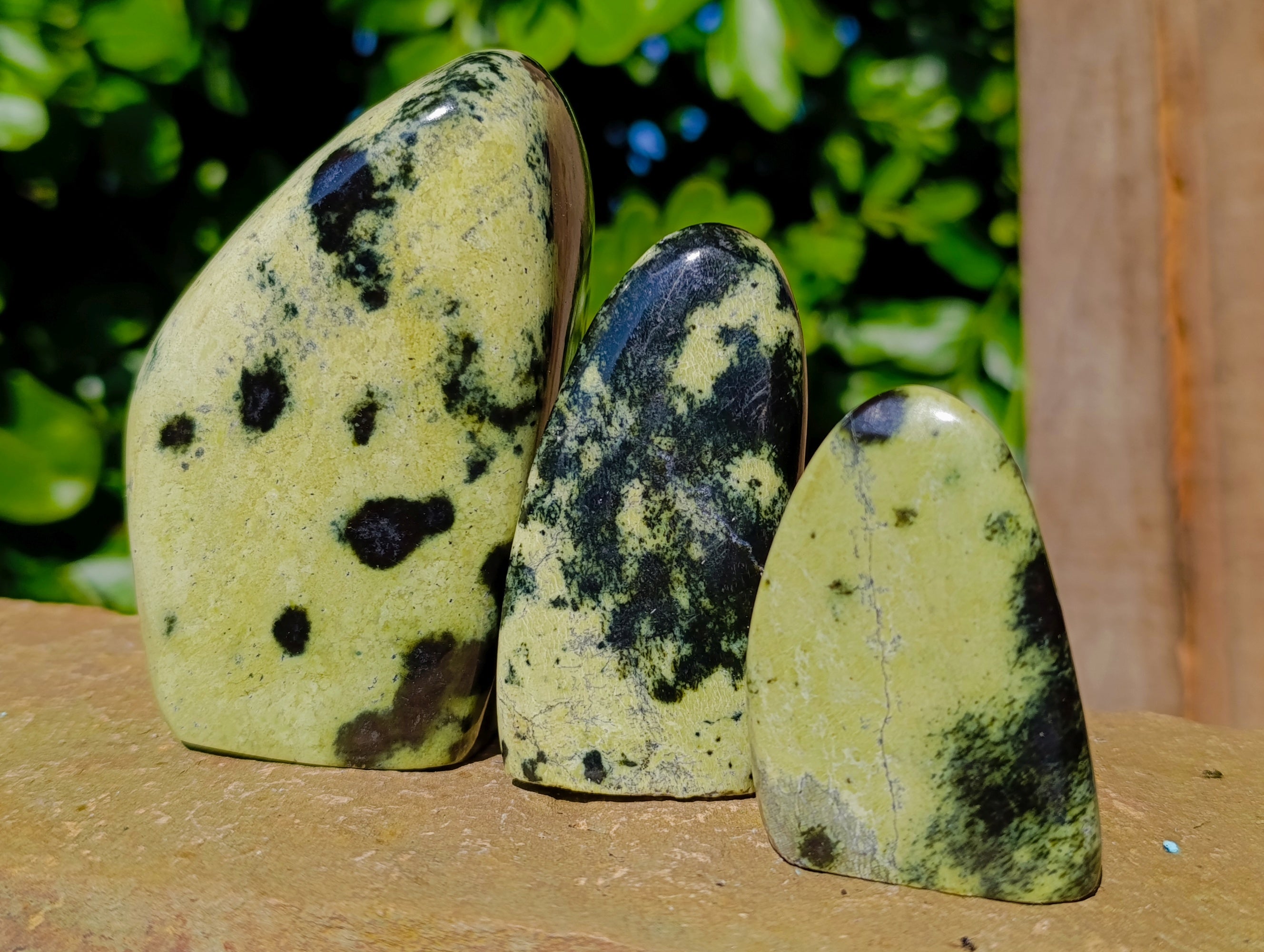 Polished Leopard Stone Standing Free Forms x 6 From Nyanga, Zimbabwe - Toprock Gemstones and Minerals 