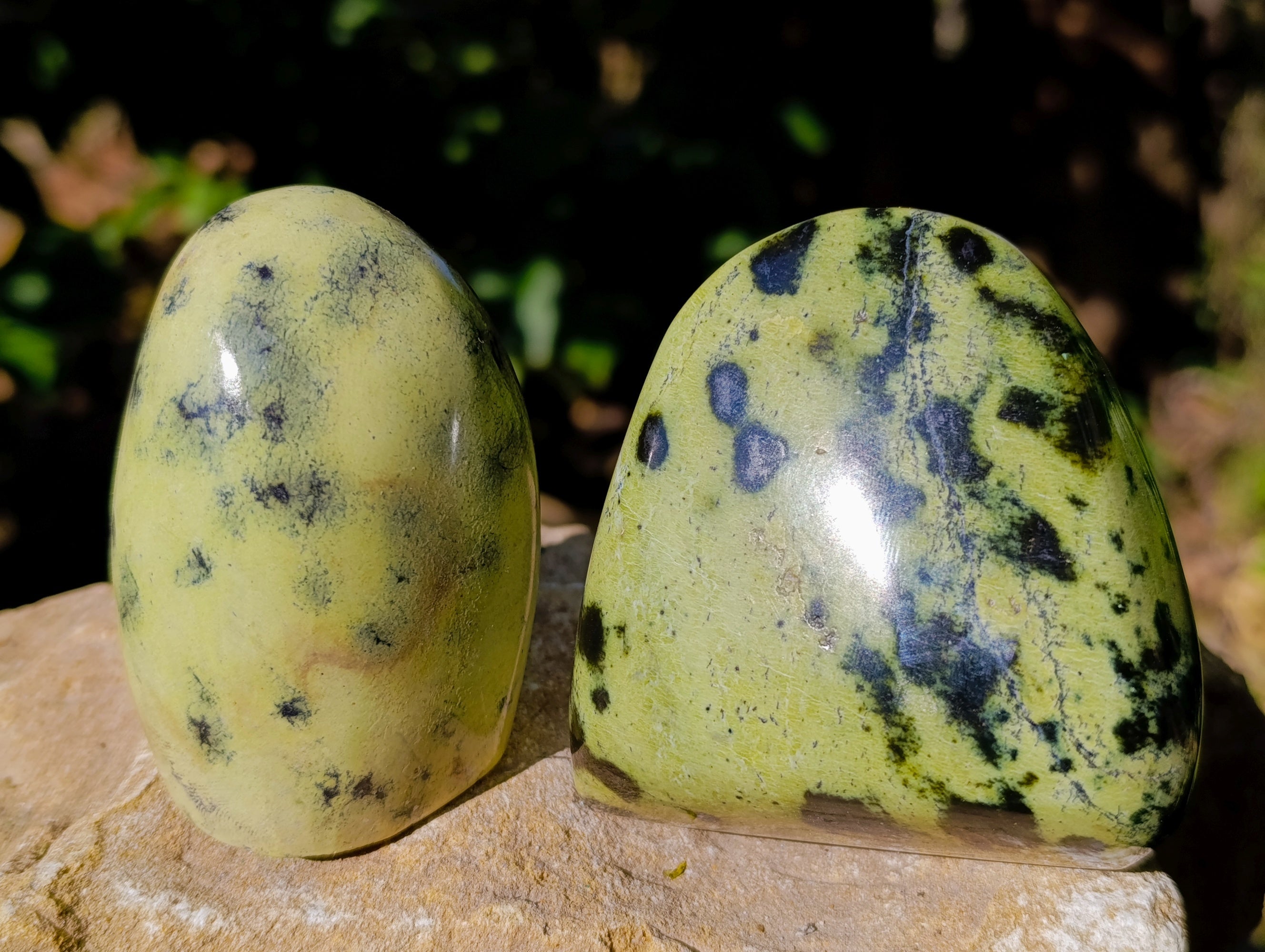 Polished Leopard Stone Standing Free Forms x 6 From Nyanga, Zimbabwe - Toprock Gemstones and Minerals 
