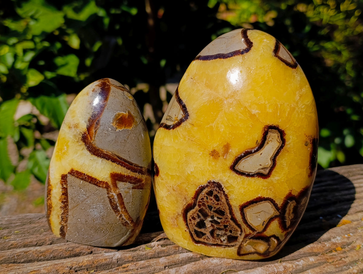 Polished Fossilized Septerye Standing Free Forms x 3 From Mahajanga, Madagascar - Toprock Gemstones and Minerals 