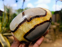 Polished Fossilized Septerye Standing Free Forms x 3 From Mahajanga, Madagascar - Toprock Gemstones and Minerals 