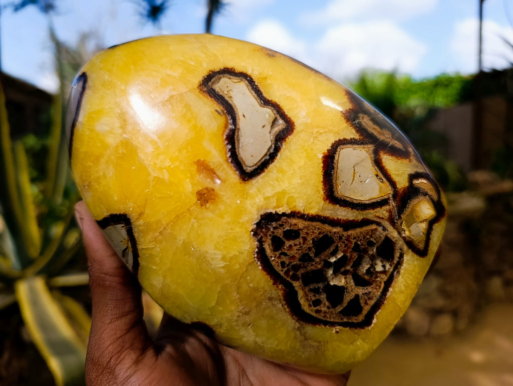 Polished Fossilized Septerye Standing Free Forms x 3 From Mahajanga, Madagascar - Toprock Gemstones and Minerals 