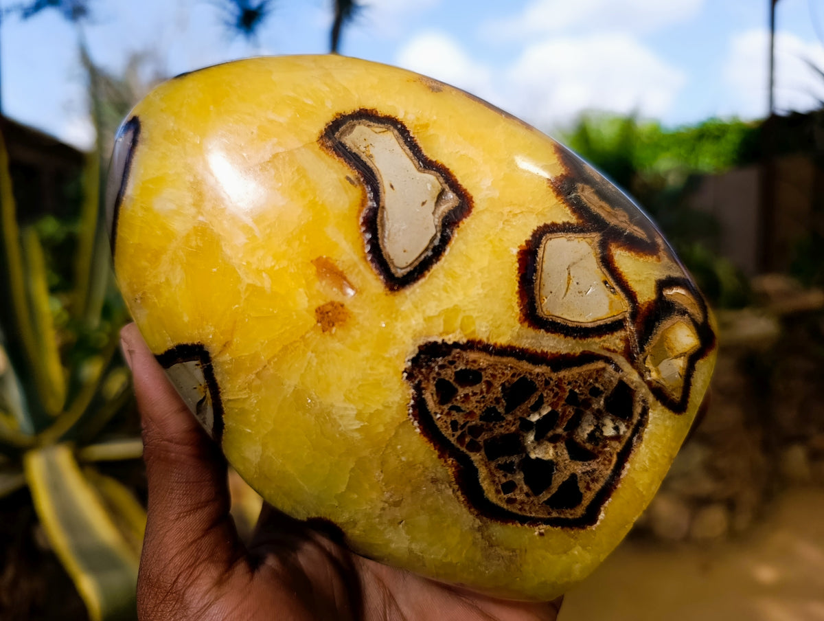 Polished Fossilized Septerye Standing Free Forms x 3 From Mahajanga, Madagascar - Toprock Gemstones and Minerals 