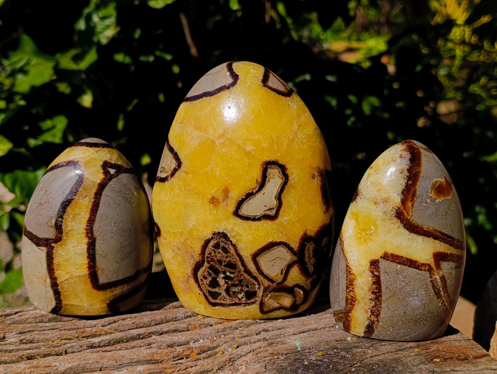 Polished Fossilized Septerye Standing Free Forms x 3 From Mahajanga, Madagascar - Toprock Gemstones and Minerals 