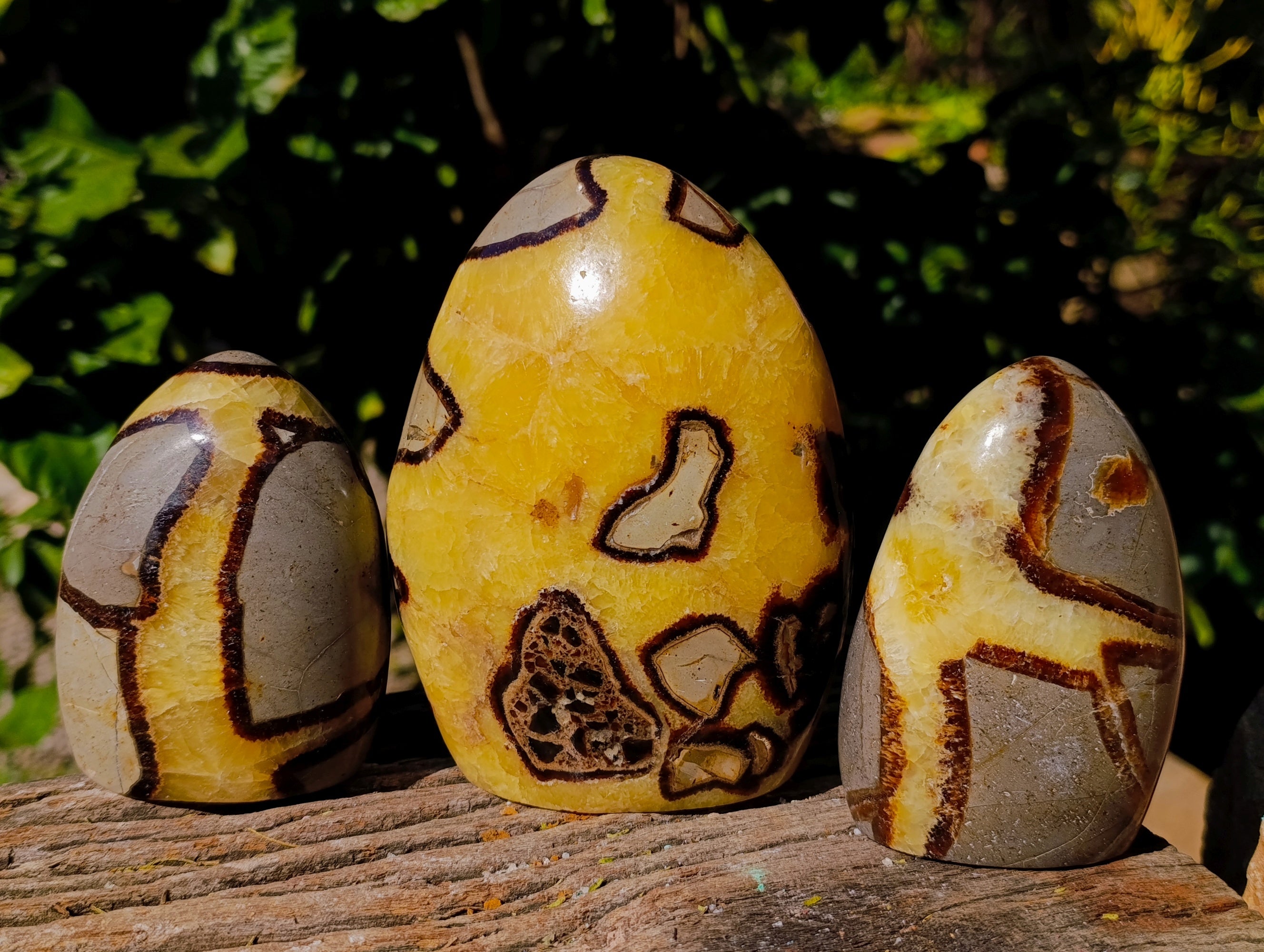 Polished Fossilized Septerye Standing Free Forms x 3 From Mahajanga, Madagascar - Toprock Gemstones and Minerals 