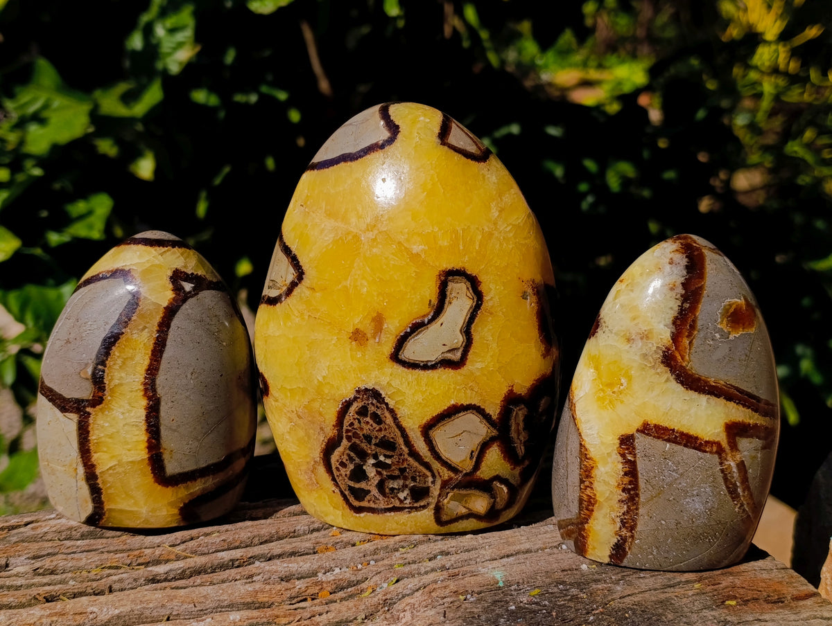 Polished Fossilized Septerye Standing Free Forms x 3 From Mahajanga, Madagascar - Toprock Gemstones and Minerals 