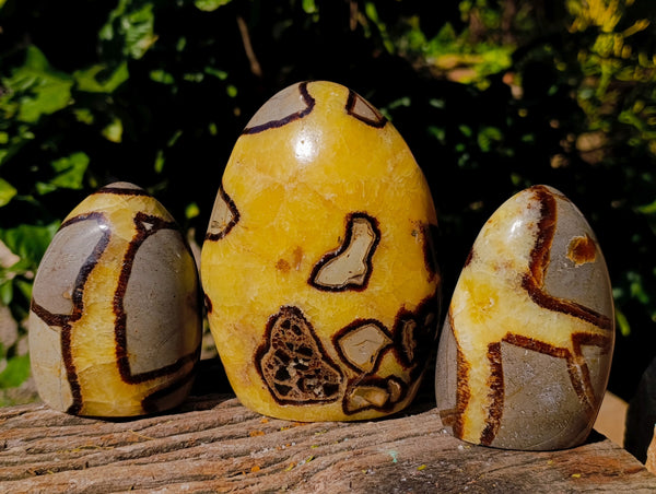 Polished Fossilized Septerye Standing Free Forms x 3 From Mahajanga, Madagascar