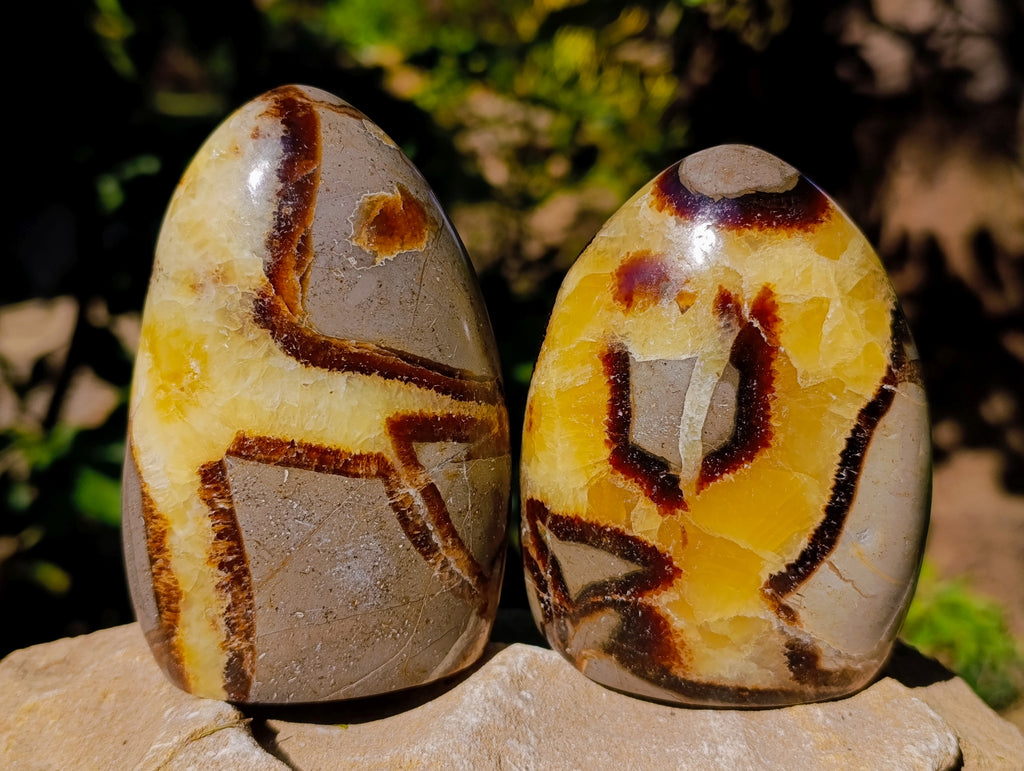 Frreforms Polished Fossilized Septerye Standing Free Forms x 3 From Mahajanga, M ...