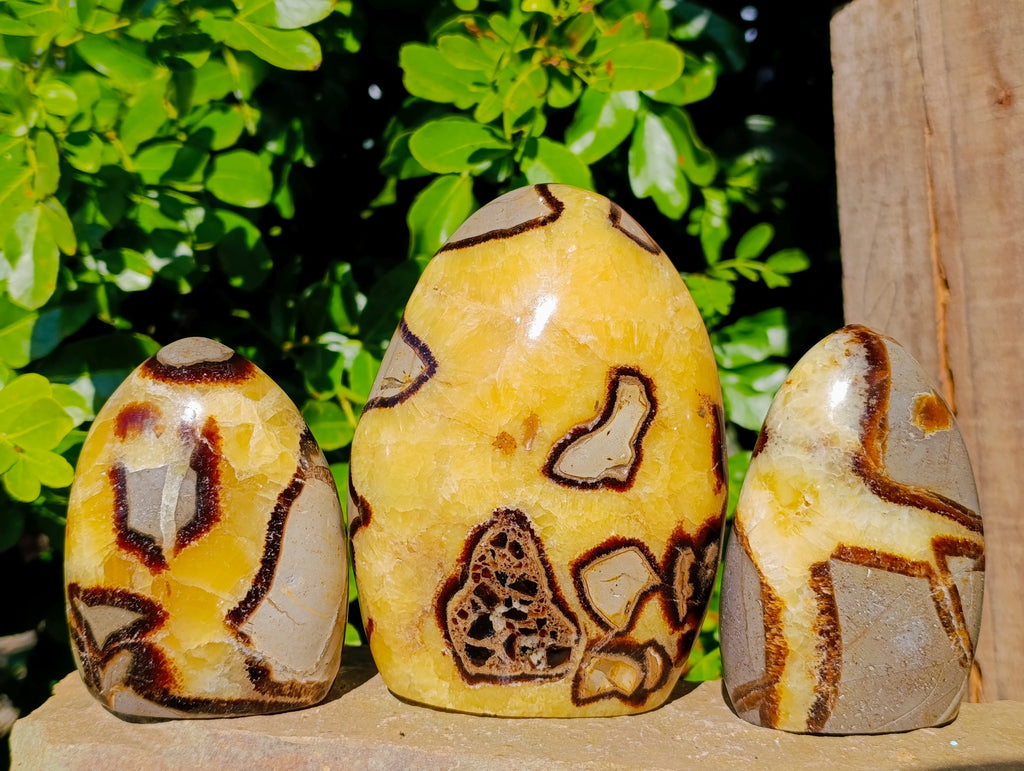 Polished Fossilized Septerye Standing Free Forms x 3 From Mahajanga, Madagascar - Toprock Gemstones and Minerals 