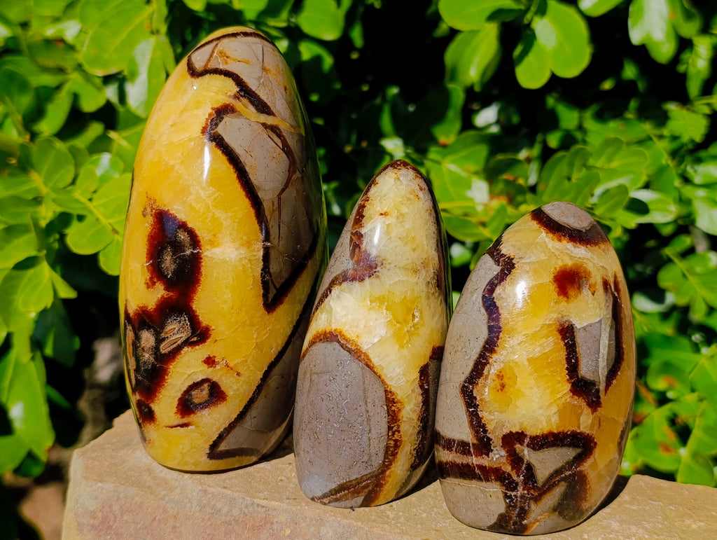 Polished Fossilized Septerye Standing Free Forms x 3 From Mahajanga, Madagascar - Toprock Gemstones and Minerals 