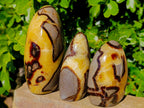 Polished Fossilized Septerye Standing Free Forms x 3 From Mahajanga, Madagascar - Toprock Gemstones and Minerals 