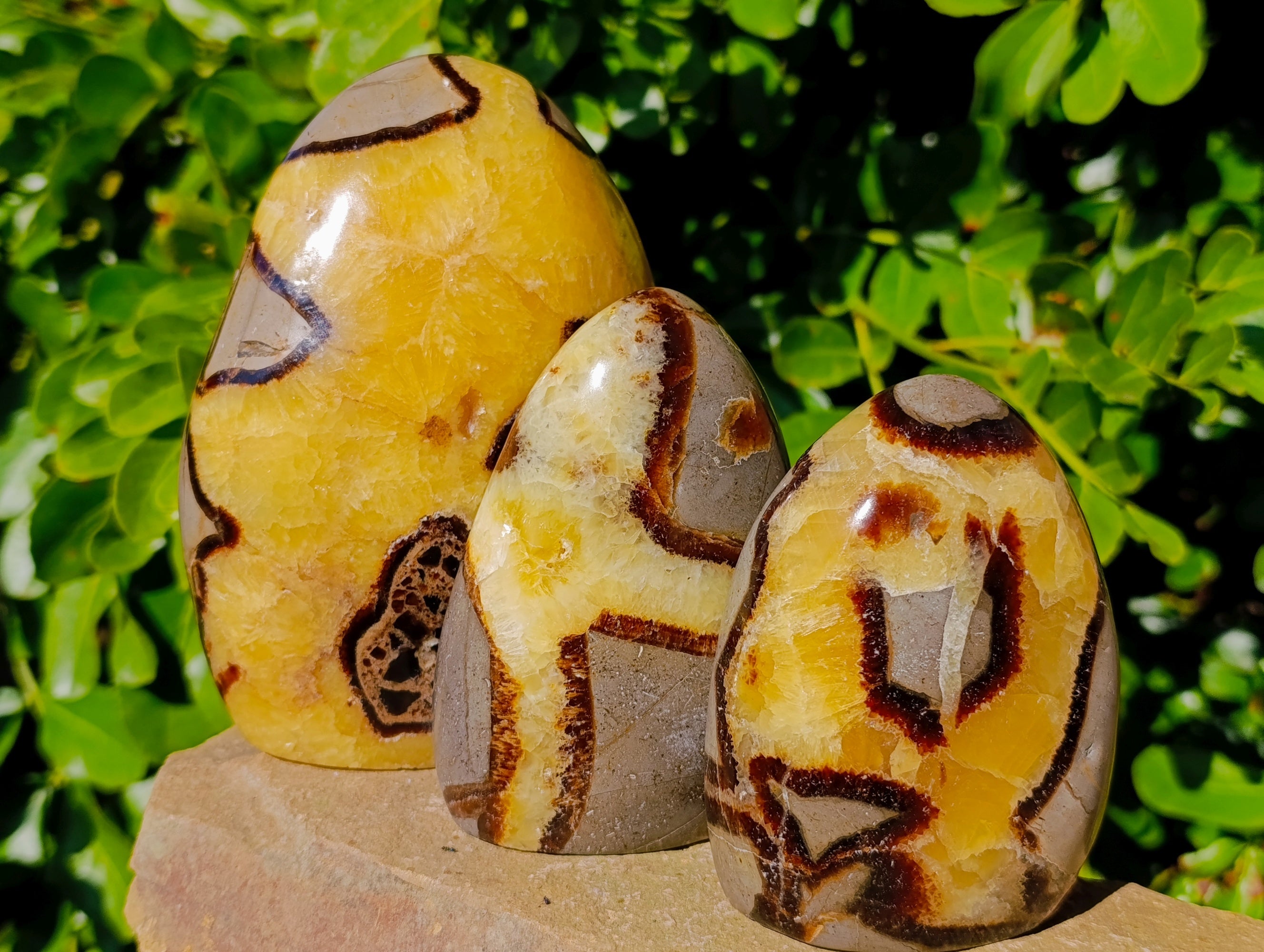 Polished Fossilized Septerye Standing Free Forms x 3 From Mahajanga, Madagascar - Toprock Gemstones and Minerals 