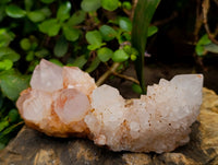Natural Amethyst Spirit Quartz Clusters x 6 From Boekenhouthoek, South Africa - Toprock Gemstones and Minerals 