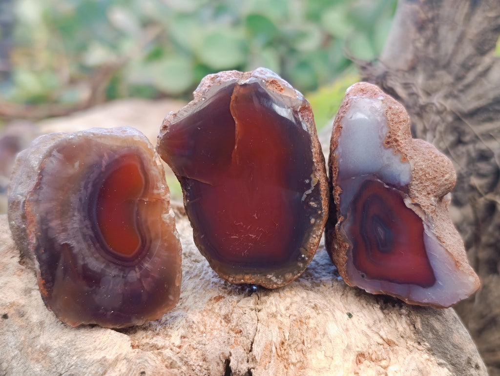 Polished On One Side Red Sashe River Agate Nodules x 20 From Zimbabwe - Toprock Gemstones and Minerals 