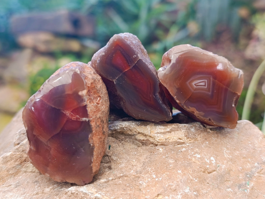Polished On One Side Red Sashe River Agate Nodules x 20 From Zimbabwe - Toprock Gemstones and Minerals 