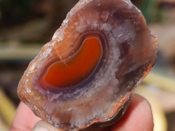 Polished On One Side Red Sashe River Agate Nodules x 20 From Zimbabwe - Toprock Gemstones and Minerals 
