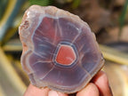 Polished On One Side Red Sashe River Agate Nodules x 20 From Zimbabwe - Toprock Gemstones and Minerals 