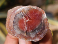 Polished On One Side Red Sashe River Agate Nodules x 20 From Zimbabwe - Toprock Gemstones and Minerals 