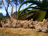 Natural Fairy Spirit Quartz Clusters x 6 From Boekenhouthoek, South Africa - Toprock Gemstones and Minerals 