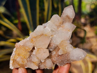 Natural Fairy Spirit Quartz Clusters x 6 From Boekenhouthoek, South Africa - Toprock Gemstones and Minerals 