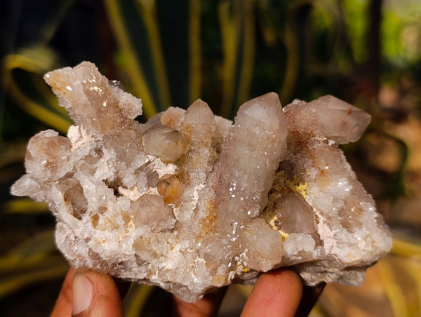 Natural Fairy Spirit Quartz Clusters x 6 From Boekenhouthoek, South Africa - Toprock Gemstones and Minerals 
