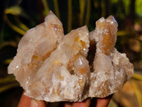 Natural Fairy Spirit Quartz Clusters x 6 From Boekenhouthoek, South Africa - Toprock Gemstones and Minerals 