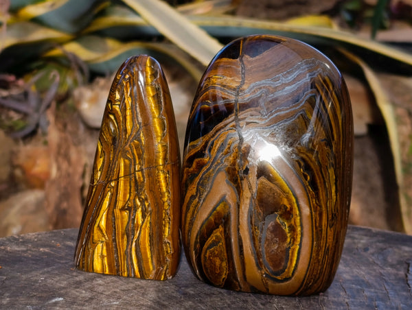 Polished Tiger's Eye Standing Free Forms x 2 From Prieska, South Africa - Toprock Gemstones and Minerals 