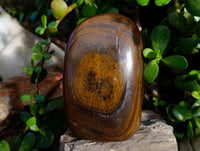 Polished Tiger's Eye Standing Free Forms x 2 From Prieska, South Africa - Toprock Gemstones and Minerals 