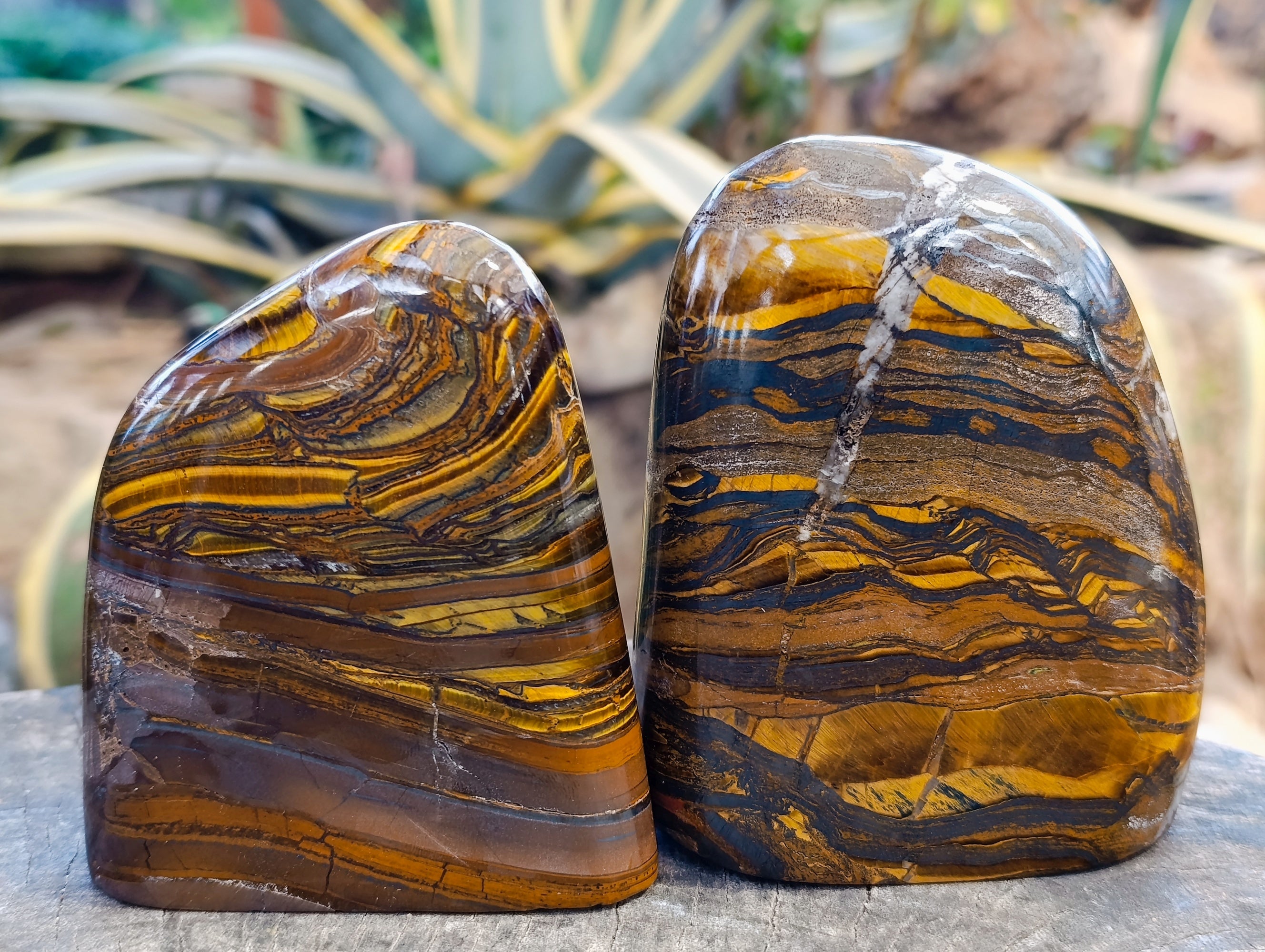 Polished Tiger's Eye Standing Free Forms x 2 From Prieska, South Africa - Toprock Gemstones and Minerals 