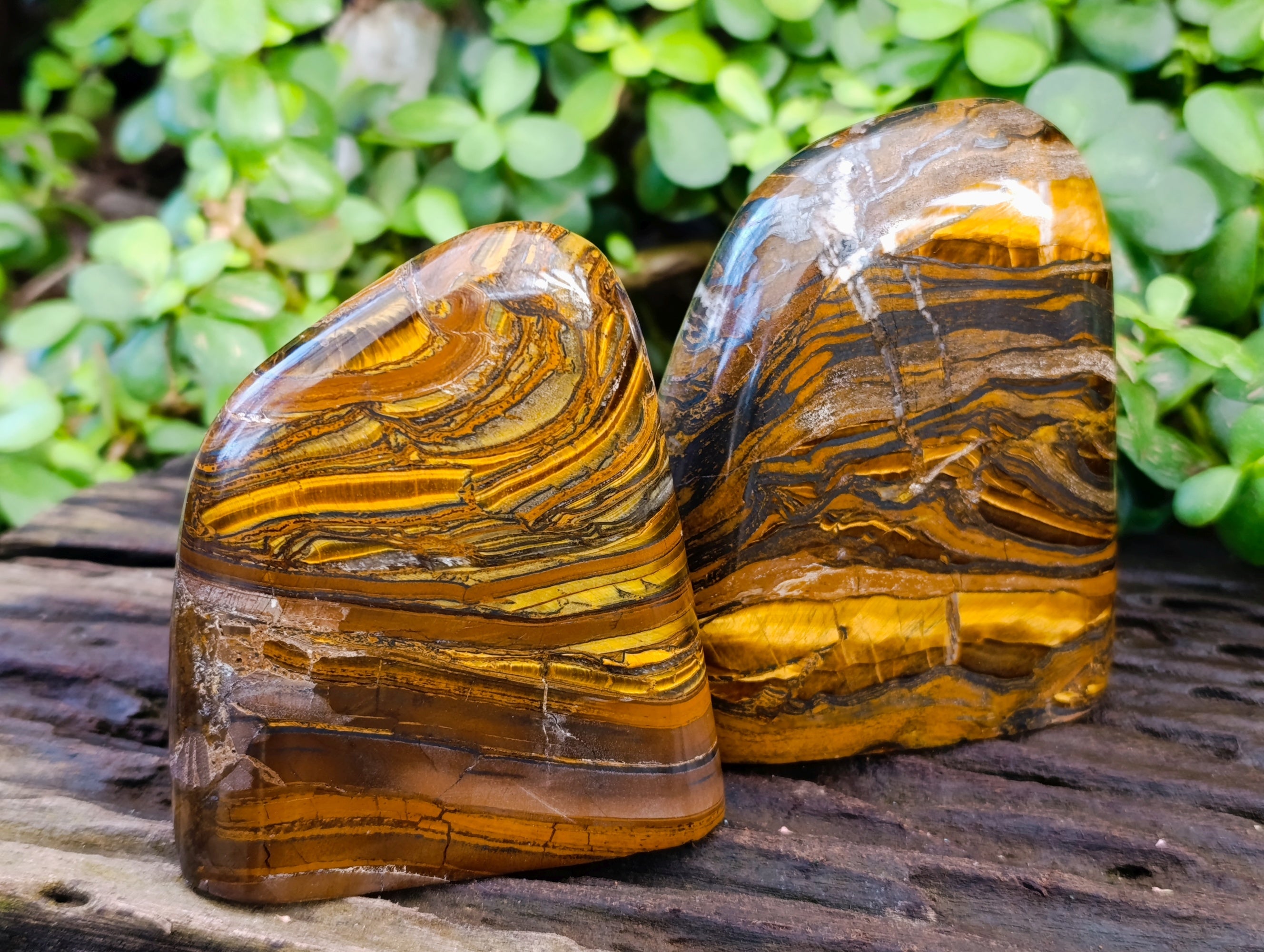 Polished Tiger's Eye Standing Free Forms x 2 From Prieska, South Africa - Toprock Gemstones and Minerals 