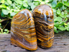 Polished Tiger's Eye Standing Free Forms x 2 From Prieska, South Africa - Toprock Gemstones and Minerals 