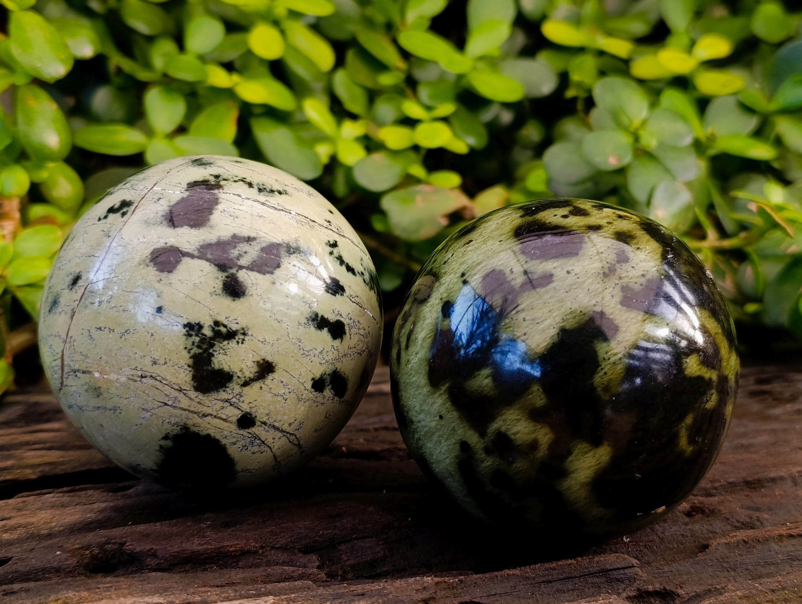 Polished Leopard Stone Spheres x 2 From Nyanga, Zimbabwe - Toprock Gemstones and Minerals 