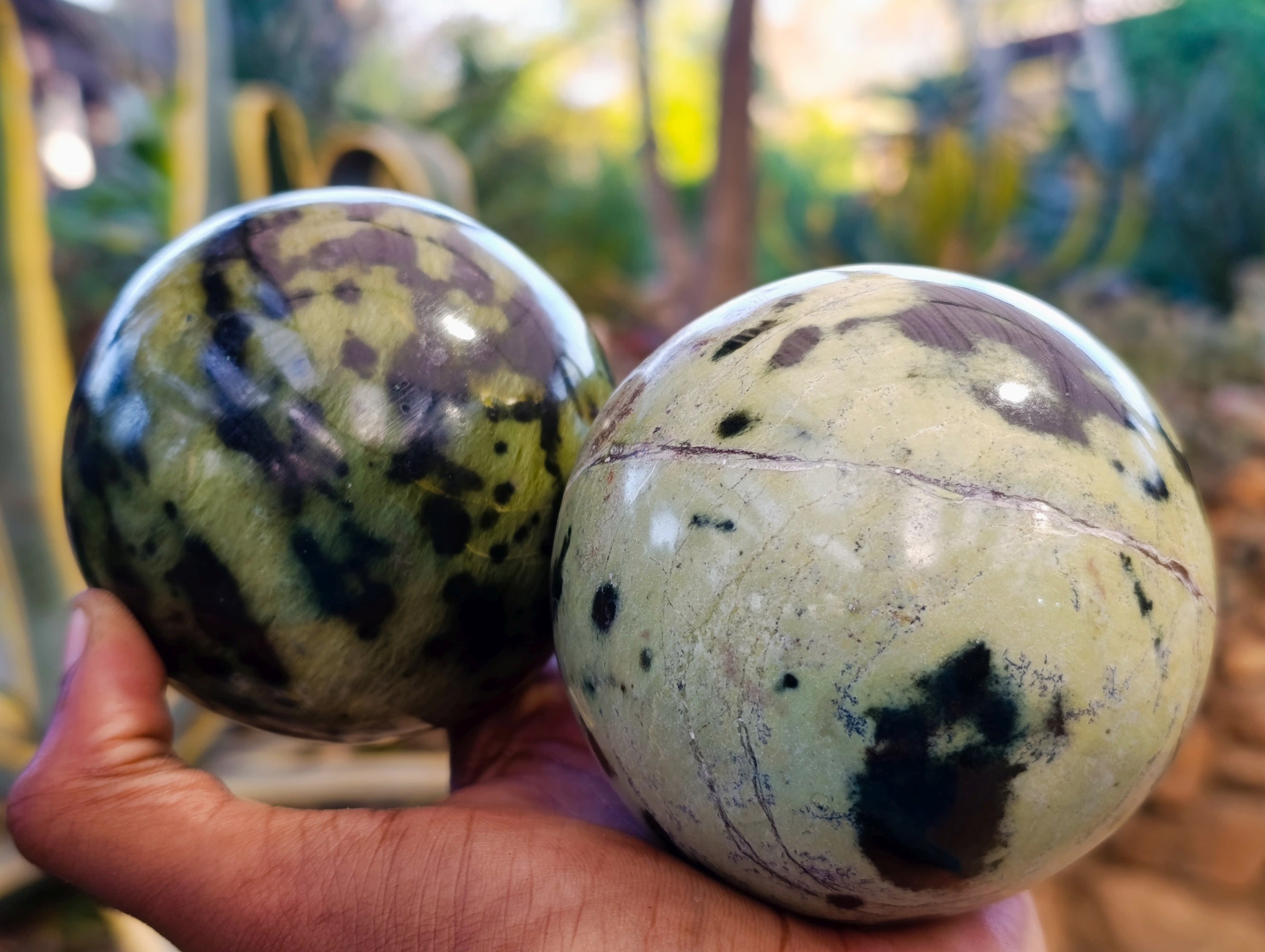 Polished Leopard Stone Spheres x 2 From Nyanga, Zimbabwe - Toprock Gemstones and Minerals 