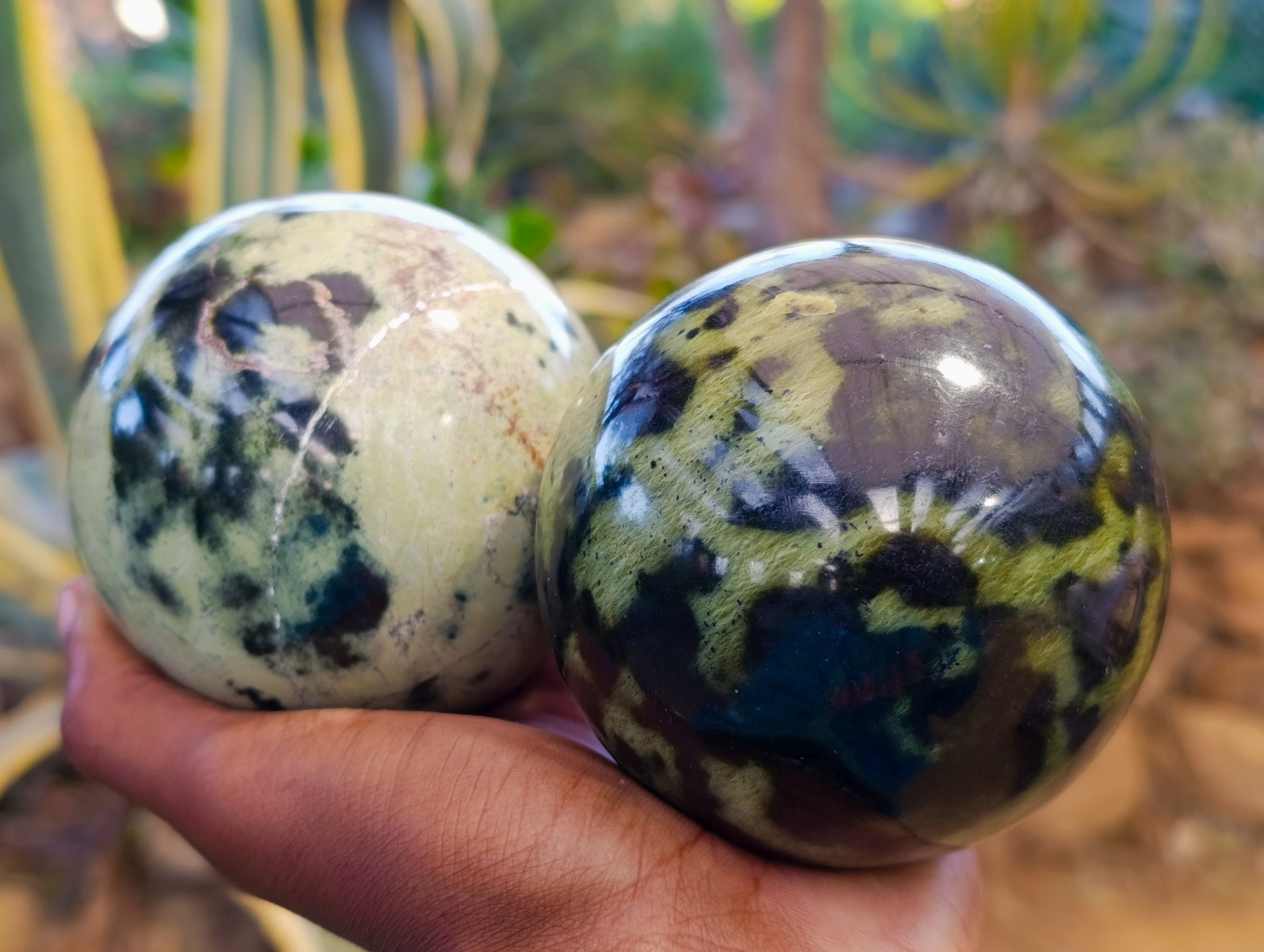 Polished Leopard Stone Spheres x 2 From Nyanga, Zimbabwe - Toprock Gemstones and Minerals 