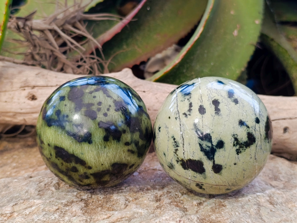 Polished Leopard Stone Spheres x 2 From Nyanga, Zimbabwe - Toprock Gemstones and Minerals 