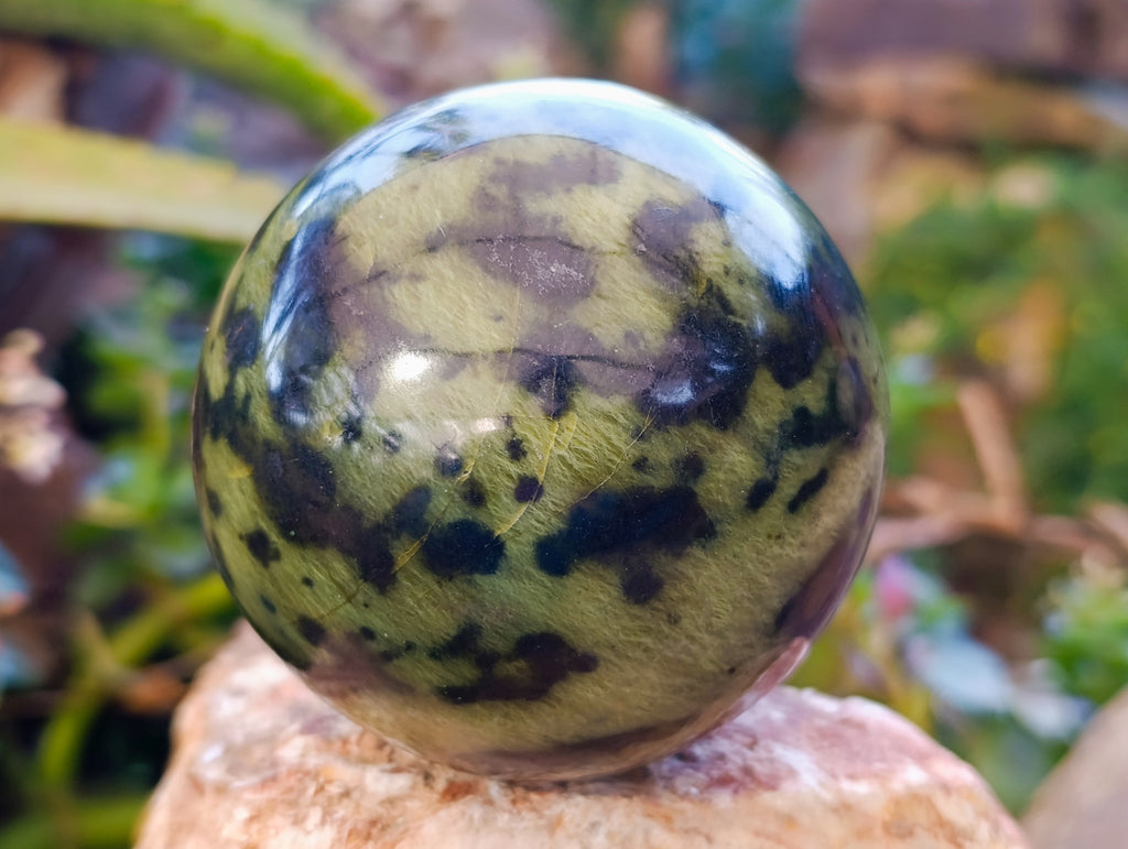 Polished Leopard Stone Spheres x 2 From Nyanga, Zimbabwe - Toprock Gemstones and Minerals 