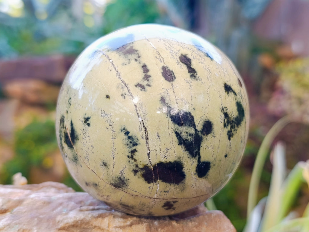 Polished Leopard Stone Spheres x 2 From Nyanga, Zimbabwe - Toprock Gemstones and Minerals 